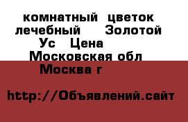 комнатный  цветок  лечебный     Золотой  Ус › Цена ­ 300 - Московская обл., Москва г.  »    